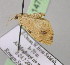  ( - BC ZSM Lep 14755)  @12 [ ] CreativeCommons - Attribution Non-Commercial Share-Alike (2010) Unspecified SNSB, Zoologische Staatssammlung Muenchen