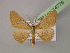  ( - BC ZSM Lep 14776)  @14 [ ] CreativeCommons - Attribution Non-Commercial Share-Alike (2010) Unspecified SNSB, Zoologische Staatssammlung Muenchen