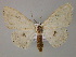  ( - BC ZSM Lep 14778)  @13 [ ] CreativeCommons - Attribution Non-Commercial Share-Alike (2010) Unspecified SNSB, Zoologische Staatssammlung Muenchen