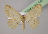  ( - BC ZSM Lep 14792)  @12 [ ] CreativeCommons - Attribution Non-Commercial Share-Alike (2010) Unspecified SNSB, Zoologische Staatssammlung Muenchen