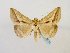  (Mocis proverai - BC ZSM Lep 65135)  @14 [ ] CreativeCommons - Attribution Non-Commercial Share-Alike (2013) Axel Hausmann/Bavarian State Collection of Zoology (ZSM) SNSB, Zoologische Staatssammlung Muenchen