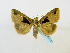  ( - BC ZSM Lep 65137)  @14 [ ] CreativeCommons - Attribution Non-Commercial Share-Alike (2013) Axel Hausmann/Bavarian State Collection of Zoology (ZSM) SNSB, Zoologische Staatssammlung Muenchen