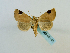  (Dyrzela timidimacula - BC ZSM Lep 65145)  @13 [ ] CreativeCommons - Attribution Non-Commercial Share-Alike (2013) Axel Hausmann/Bavarian State Collection of Zoology (ZSM) SNSB, Zoologische Staatssammlung Muenchen