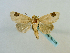  (Dyrzela increnulataGB01Th - BC ZSM Lep 65146)  @13 [ ] CreativeCommons - Attribution Non-Commercial Share-Alike (2013) Axel Hausmann/Bavarian State Collection of Zoology (ZSM) SNSB, Zoologische Staatssammlung Muenchen
