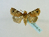  (Dyrzela squamata - BC ZSM Lep 65147)  @13 [ ] CreativeCommons - Attribution Non-Commercial Share-Alike (2013) Axel Hausmann/Bavarian State Collection of Zoology (ZSM) SNSB, Zoologische Staatssammlung Muenchen