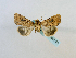  (Mythimna thailandica - BC ZSM Lep 65148)  @11 [ ] CreativeCommons - Attribution Non-Commercial Share-Alike (2013) Axel Hausmann/Bavarian State Collection of Zoology (ZSM) SNSB, Zoologische Staatssammlung Muenchen