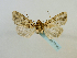  (Apospasta diffusa - BC ZSM Lep 65149)  @12 [ ] CreativeCommons - Attribution Non-Commercial Share-Alike (2013) Axel Hausmann/Bavarian State Collection of Zoology (ZSM) SNSB, Zoologische Staatssammlung Muenchen