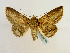  (Zale phaeograptaGB01Ec - BC ZSM Lep 65195)  @13 [ ] CreativeCommons - Attribution Non-Commercial Share-Alike (2013) Axel Hausmann/Bavarian State Collection of Zoology (ZSM) SNSB, Zoologische Staatssammlung Muenchen