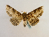  (Zale phaeograptaGB02Ec - BC ZSM Lep 65196)  @13 [ ] CreativeCommons - Attribution Non-Commercial Share-Alike (2013) Axel Hausmann/Bavarian State Collection of Zoology (ZSM) SNSB, Zoologische Staatssammlung Muenchen