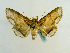  (Zale sexplagiataGB03Ec - BC ZSM Lep 65197)  @13 [ ] CreativeCommons - Attribution Non-Commercial Share-Alike (2013) Axel Hausmann/Bavarian State Collection of Zoology (ZSM) SNSB, Zoologische Staatssammlung Muenchen