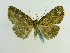  (Zale atrisquamataGB04Ec - BC ZSM Lep 65198)  @13 [ ] CreativeCommons - Attribution Non-Commercial Share-Alike (2013) Axel Hausmann/Bavarian State Collection of Zoology (ZSM) SNSB, Zoologische Staatssammlung Muenchen