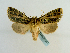  ( - BC ZSM Lep 65203)  @14 [ ] CreativeCommons - Attribution Non-Commercial Share-Alike (2013) Axel Hausmann/Bavarian State Collection of Zoology (ZSM) SNSB, Zoologische Staatssammlung Muenchen