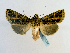  (Heterochroma rollia - BC ZSM Lep 65204)  @14 [ ] CreativeCommons - Attribution Non-Commercial Share-Alike (2013) Axel Hausmann/Bavarian State Collection of Zoology (ZSM) SNSB, Zoologische Staatssammlung Muenchen