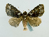  ( - BC ZSM Lep 65215)  @13 [ ] CreativeCommons - Attribution Non-Commercial Share-Alike (2013) Axel Hausmann/Bavarian State Collection of Zoology (ZSM) SNSB, Zoologische Staatssammlung Muenchen