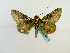  (Metria pascualaGB06Ec - BC ZSM Lep 65217)  @13 [ ] CreativeCommons - Attribution Non-Commercial Share-Alike (2013) Axel Hausmann/Bavarian State Collection of Zoology (ZSM) SNSB, Zoologische Staatssammlung Muenchen