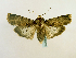 (Acanthodica cabra - BC ZSM Lep 65218)  @14 [ ] CreativeCommons - Attribution Non-Commercial Share-Alike (2013) Axel Hausmann/Bavarian State Collection of Zoology (ZSM) SNSB, Zoologische Staatssammlung Muenchen