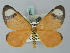  ( - BC ZSM Lep 69360)  @11 [ ] CreativeCommons - Attribution Non-Commercial Share-Alike (2013) Axel Hausmann/Bavarian State Collection of Zoology (ZSM) SNSB, Zoologische Staatssammlung Muenchen