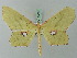  (Macrotes cordovaria - BC ZSM Lep 69362)  @14 [ ] CreativeCommons - Attribution Non-Commercial Share-Alike (2013) Axel Hausmann/Bavarian State Collection of Zoology (ZSM) SNSB, Zoologische Staatssammlung Muenchen