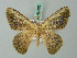  ( - BC ZSM Lep 69382)  @11 [ ] CreativeCommons - Attribution Non-Commercial Share-Alike (2013) Axel Hausmann/Bavarian State Collection of Zoology (ZSM) SNSB, Zoologische Staatssammlung Muenchen