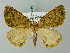  ( - BC ZSM Lep 69384)  @12 [ ] CreativeCommons - Attribution Non-Commercial Share-Alike (2013) Axel Hausmann/Bavarian State Collection of Zoology (ZSM) SNSB, Zoologische Staatssammlung Muenchen