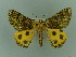  ( - BC ZSM Lep 69405)  @11 [ ] CreativeCommons - Attribution Non-Commercial Share-Alike (2013) Axel Hausmann/Bavarian State Collection of Zoology (ZSM) SNSB, Zoologische Staatssammlung Muenchen