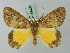 (Dindica para malayana - BC ZSM Lep 69407)  @11 [ ] CreativeCommons - Attribution Non-Commercial Share-Alike (2013) Axel Hausmann/Bavarian State Collection of Zoology (ZSM) SNSB, Zoologische Staatssammlung Muenchen