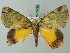  ( - BC ZSM Lep 69410)  @13 [ ] CreativeCommons - Attribution Non-Commercial Share-Alike (2013) Axel Hausmann/Bavarian State Collection of Zoology (ZSM) SNSB, Zoologische Staatssammlung Muenchen
