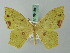  ( - BC ZSM Lep 69458)  @11 [ ] CreativeCommons - Attribution Non-Commercial Share-Alike (2013) Axel Hausmann/Bavarian State Collection of Zoology (ZSM) SNSB, Zoologische Staatssammlung Muenchen