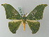  ( - BC ZSM Lep 69469)  @14 [ ] CreativeCommons - Attribution Non-Commercial Share-Alike (2013) Axel Hausmann/Bavarian State Collection of Zoology (ZSM) SNSB, Zoologische Staatssammlung Muenchen