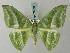 ( - BC ZSM Lep 69478)  @11 [ ] CreativeCommons - Attribution Non-Commercial Share-Alike (2013) Axel Hausmann/Bavarian State Collection of Zoology (ZSM) SNSB, Zoologische Staatssammlung Muenchen