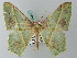  ( - BC ZSM Lep 69488)  @11 [ ] CreativeCommons - Attribution Non-Commercial Share-Alike (2013) Axel Hausmann/Bavarian State Collection of Zoology (ZSM) SNSB, Zoologische Staatssammlung Muenchen