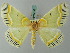  ( - BC ZSM Lep 69495)  @11 [ ] CreativeCommons - Attribution Non-Commercial Share-Alike (2013) Axel Hausmann/Bavarian State Collection of Zoology (ZSM) SNSB, Zoologische Staatssammlung Muenchen