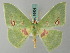  ( - BC ZSM Lep 69501)  @11 [ ] CreativeCommons - Attribution Non-Commercial Share-Alike (2013) Axel Hausmann/Bavarian State Collection of Zoology (ZSM) SNSB, Zoologische Staatssammlung Muenchen