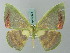  ( - BC ZSM Lep 69503)  @14 [ ] CreativeCommons - Attribution Non-Commercial Share-Alike (2013) Axel Hausmann/Bavarian State Collection of Zoology (ZSM) SNSB, Zoologische Staatssammlung Muenchen
