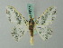 ( - BC ZSM Lep 69514)  @14 [ ] CreativeCommons - Attribution Non-Commercial Share-Alike (2013) Axel Hausmann/Bavarian State Collection of Zoology (ZSM) SNSB, Zoologische Staatssammlung Muenchen
