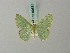  ( - BC ZSM Lep 69534)  @11 [ ] CreativeCommons - Attribution Non-Commercial Share-Alike (2013) Axel Hausmann/Bavarian State Collection of Zoology (ZSM) SNSB, Zoologische Staatssammlung Muenchen