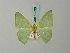  ( - BC ZSM Lep 69536)  @11 [ ] CreativeCommons - Attribution Non-Commercial Share-Alike (2013) Axel Hausmann/Bavarian State Collection of Zoology (ZSM) SNSB, Zoologische Staatssammlung Muenchen