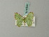  (Comibaena dialitha - BC ZSM Lep 69543)  @11 [ ] CreativeCommons - Attribution Non-Commercial Share-Alike (2013) Axel Hausmann/Bavarian State Collection of Zoology (ZSM) SNSB, Zoologische Staatssammlung Muenchen