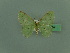  (Lissochlora molliculata - BC ZSM Lep 69557)  @11 [ ] CreativeCommons - Attribution Non-Commercial Share-Alike (2013) Axel Hausmann/Bavarian State Collection of Zoology (ZSM) SNSB, Zoologische Staatssammlung Muenchen