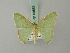  ( - BC ZSM Lep 69559)  @11 [ ] CreativeCommons - Attribution Non-Commercial Share-Alike (2013) Axel Hausmann/Bavarian State Collection of Zoology (ZSM) SNSB, Zoologische Staatssammlung Muenchen