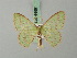  ( - BC ZSM Lep 69561)  @12 [ ] CreativeCommons - Attribution Non-Commercial Share-Alike (2013) Axel Hausmann/Bavarian State Collection of Zoology (ZSM) SNSB, Zoologische Staatssammlung Muenchen