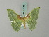  ( - BC ZSM Lep 69613)  @11 [ ] CreativeCommons - Attribution Non-Commercial Share-Alike (2013) Axel Hausmann/Bavarian State Collection of Zoology (ZSM) SNSB, Zoologische Staatssammlung Muenchen