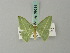  ( - BC ZSM Lep 69614)  @11 [ ] CreativeCommons - Attribution Non-Commercial Share-Alike (2013) Axel Hausmann/Bavarian State Collection of Zoology (ZSM) SNSB, Zoologische Staatssammlung Muenchen