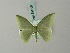  ( - BC ZSM Lep 69616)  @11 [ ] CreativeCommons - Attribution Non-Commercial Share-Alike (2013) Axel Hausmann/Bavarian State Collection of Zoology (ZSM) SNSB, Zoologische Staatssammlung Muenchen