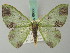  (Oospila atopochlora - BC ZSM Lep 69658)  @14 [ ] CreativeCommons - Attribution Non-Commercial Share-Alike (2013) Axel Hausmann/Bavarian State Collection of Zoology (ZSM) SNSB, Zoologische Staatssammlung Muenchen