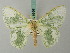  (Progonodes athena - BC ZSM Lep 69661)  @11 [ ] CreativeCommons - Attribution Non-Commercial Share-Alike (2013) Axel Hausmann/Bavarian State Collection of Zoology (ZSM) SNSB, Zoologische Staatssammlung Muenchen