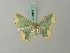  (Bathycolpodes anisotes - BC ZSM Lep 69663)  @13 [ ] CreativeCommons - Attribution Non-Commercial Share-Alike (2013) Axel Hausmann/Bavarian State Collection of Zoology (ZSM) SNSB, Zoologische Staatssammlung Muenchen