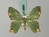  ( - BC ZSM Lep 69669)  @11 [ ] CreativeCommons - Attribution Non-Commercial Share-Alike (2013) Axel Hausmann/Bavarian State Collection of Zoology (ZSM) SNSB, Zoologische Staatssammlung Muenchen