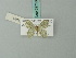  ( - BC ZSM Lep 69716)  @11 [ ] CreativeCommons - Attribution Non-Commercial Share-Alike (2013) Axel Hausmann/Bavarian State Collection of Zoology (ZSM) SNSB, Zoologische Staatssammlung Muenchen
