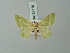  ( - BC ZSM Lep 69770)  @11 [ ] CreativeCommons - Attribution Non-Commercial Share-Alike (2013) Axel Hausmann/Bavarian State Collection of Zoology (ZSM) SNSB, Zoologische Staatssammlung Muenchen